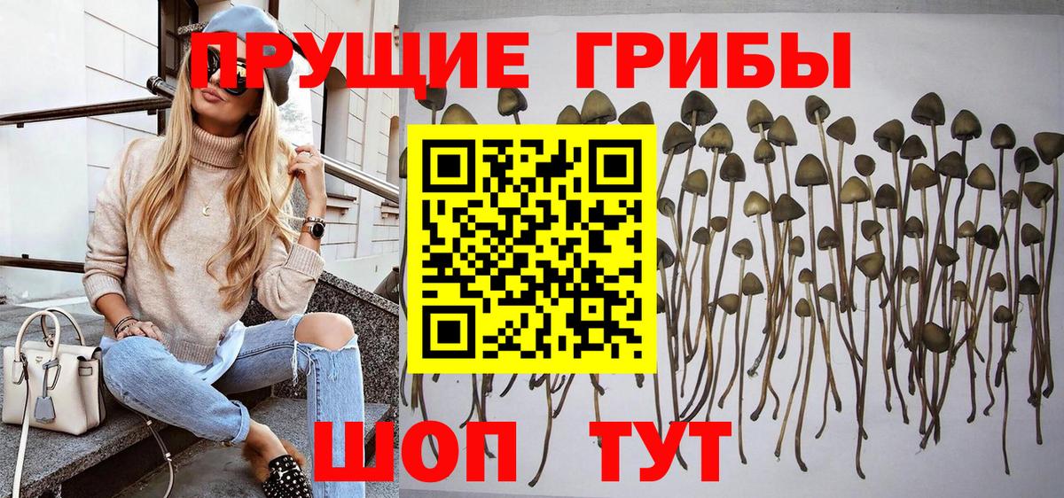 Псилоцибиновые грибы мицелий Менделеевск